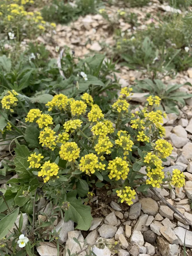 Alyssum szovitsianum