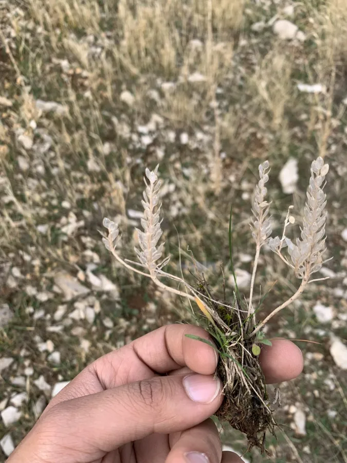 Alyssum szovitsianum