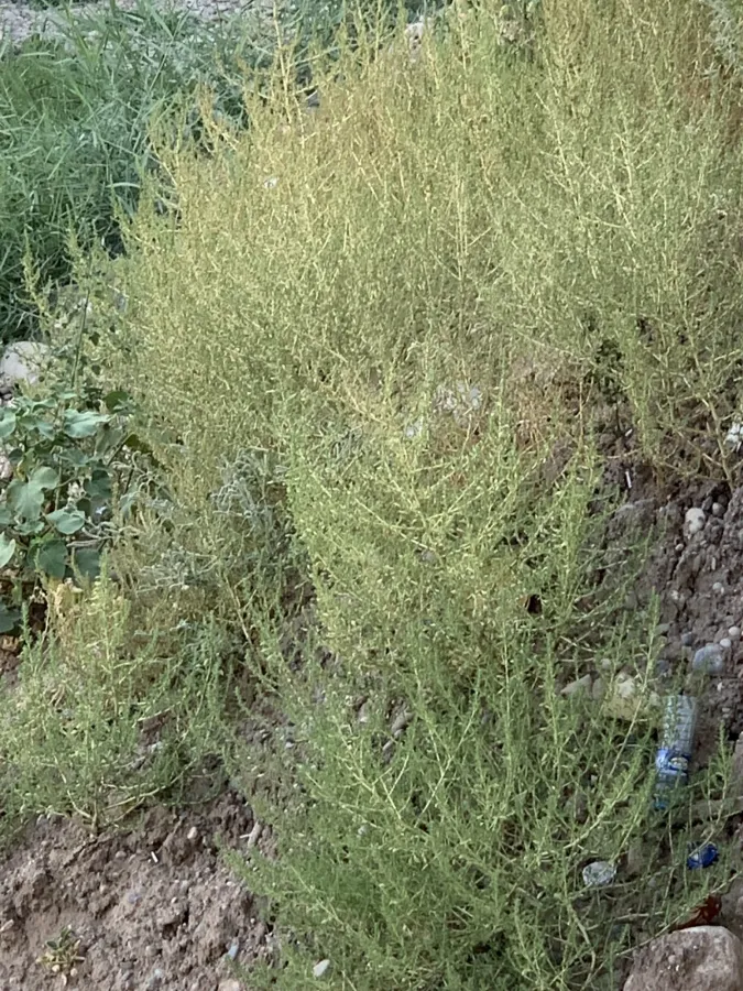 Amaranthus albus