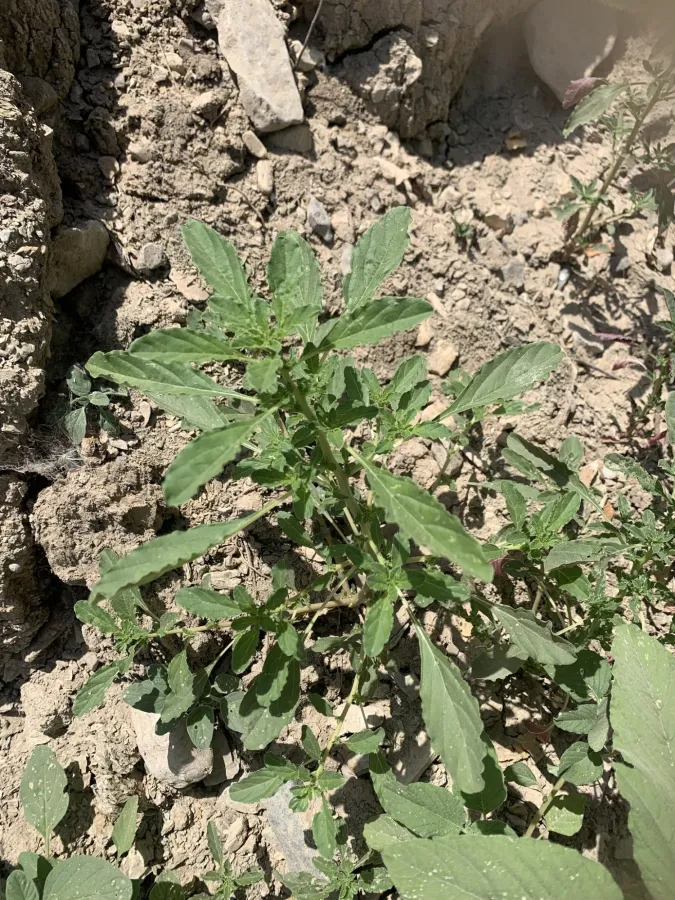 Amaranthus albus