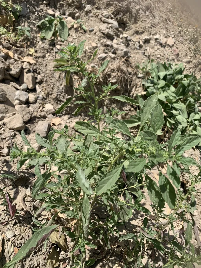 Amaranthus albus