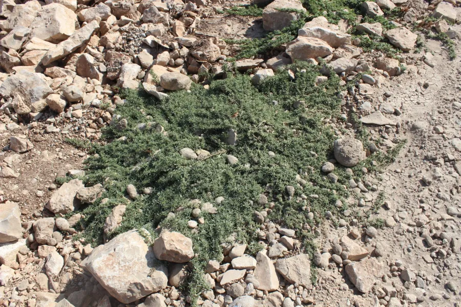 Amaranthus blitoides