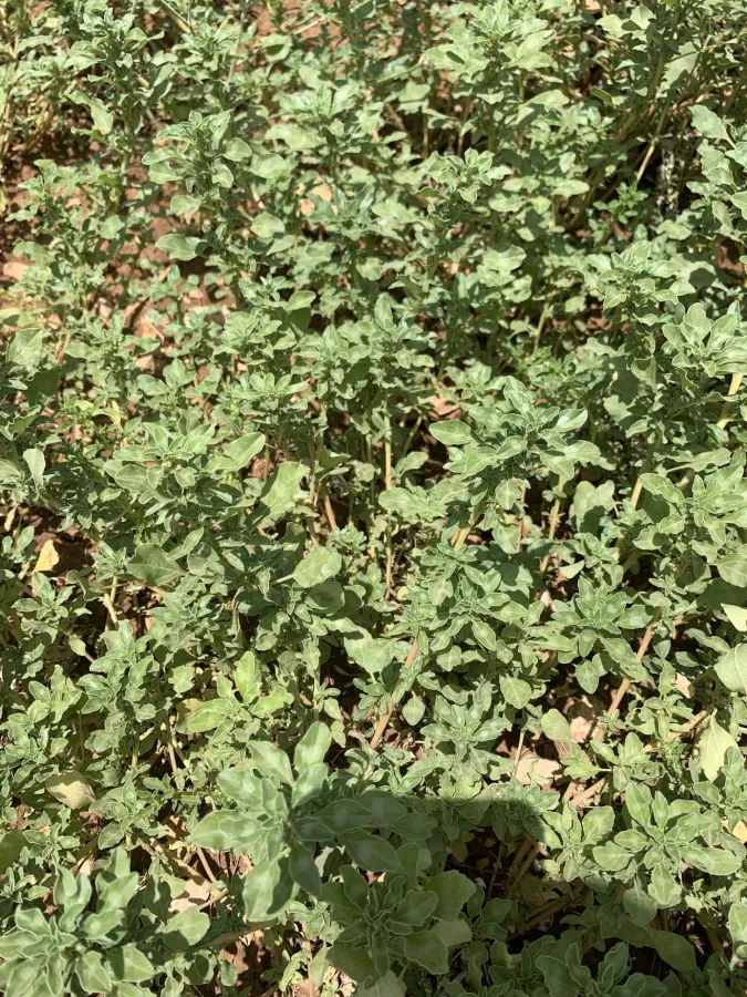 Amaranthus blitoides