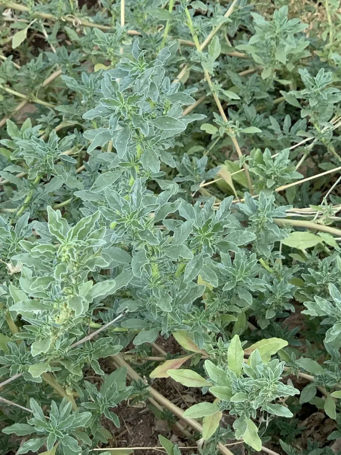 Amaranthus blitoides