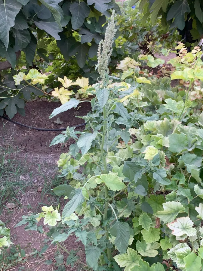 Amaranthus hybridus