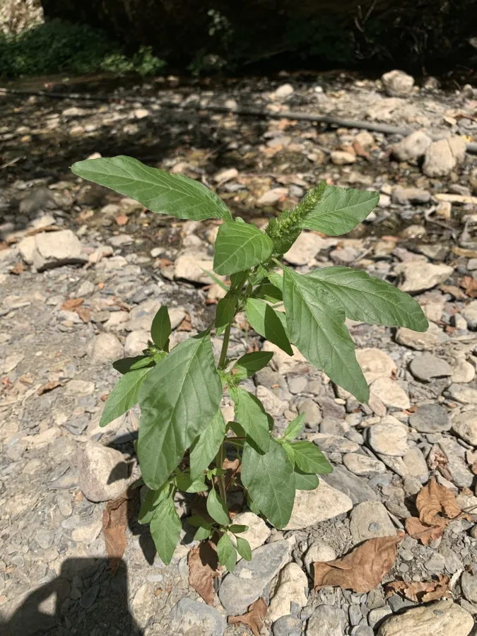 Amaranthus hybridus