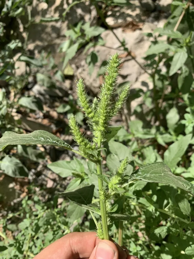 Amaranthus hybridus