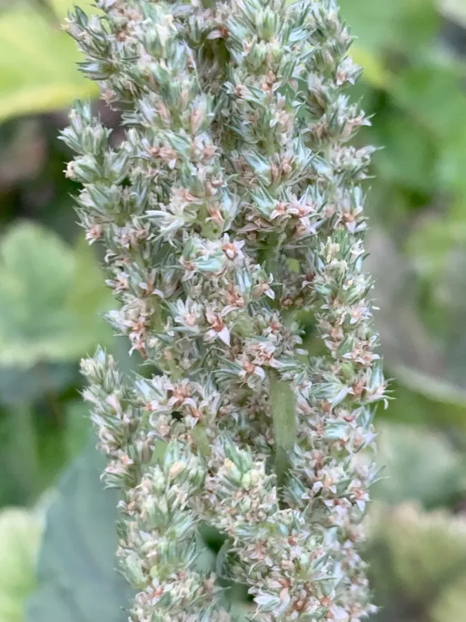 Amaranthus hybridus