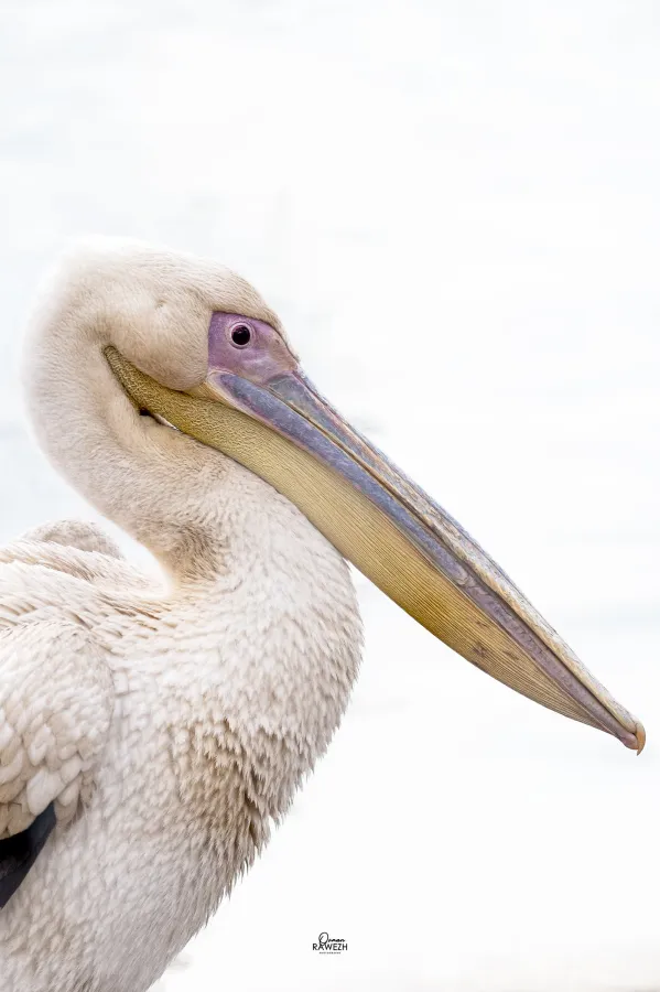 Great White Pelican