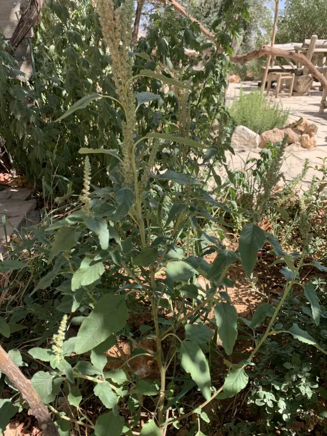 Amaranthus retroflexus