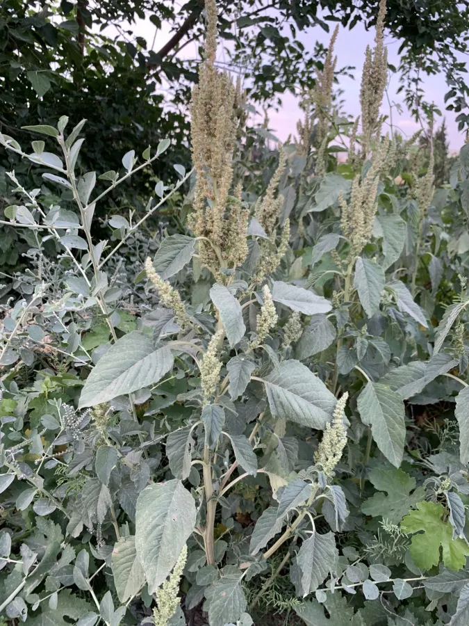 Amaranthus retroflexus