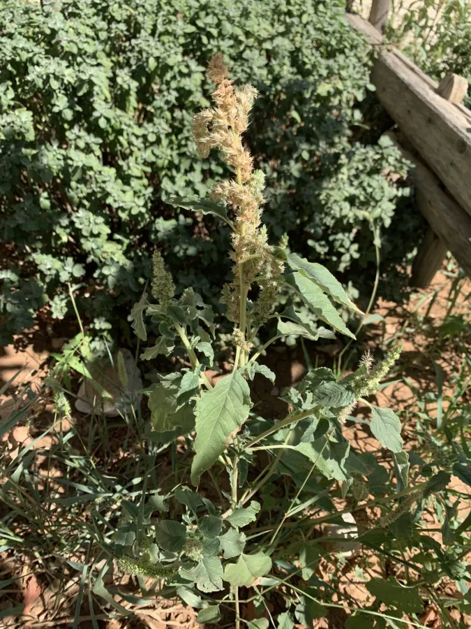 Amaranthus retroflexus