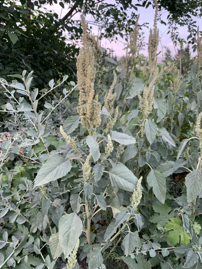 Amaranthus retroflexus