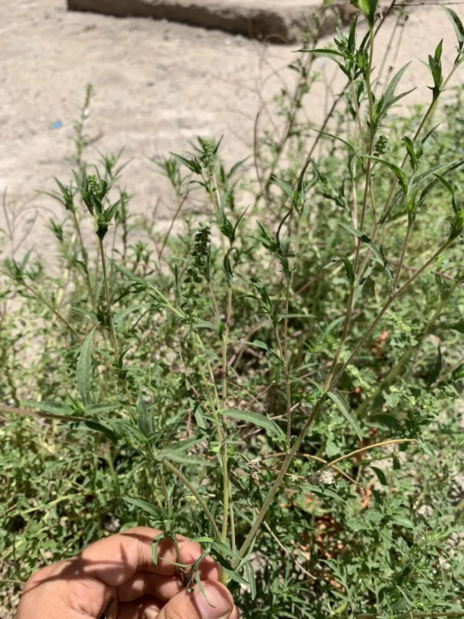 Ambrosia artemisiifolia