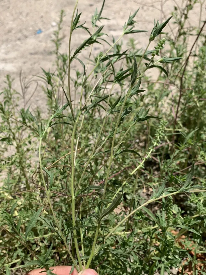 Ambrosia artemisiifolia