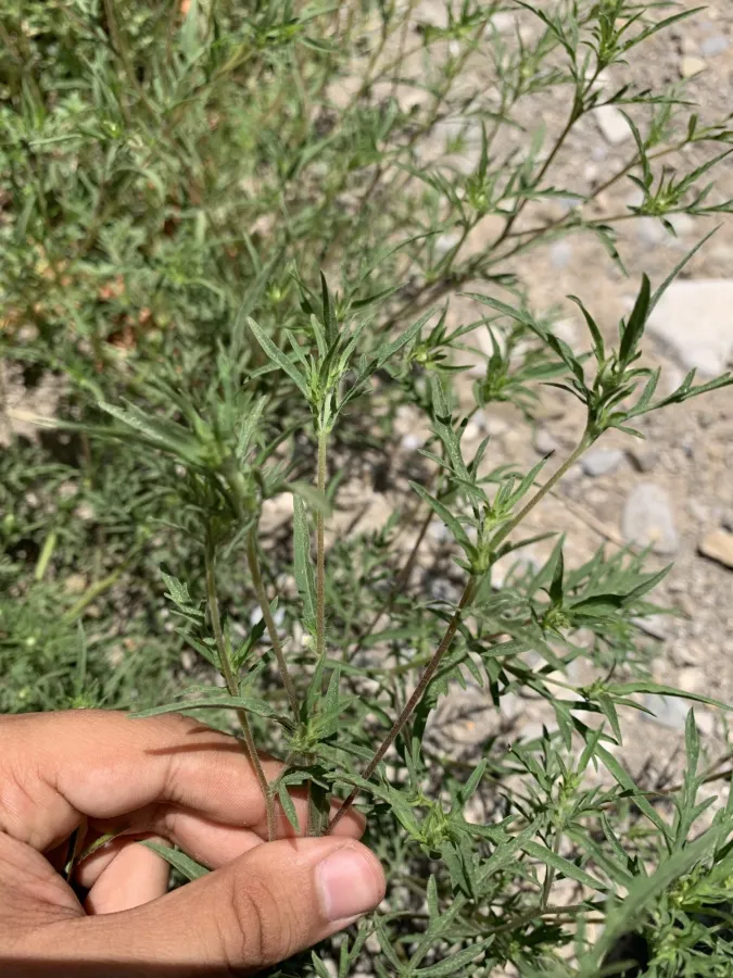 Ambrosia artemisiifolia