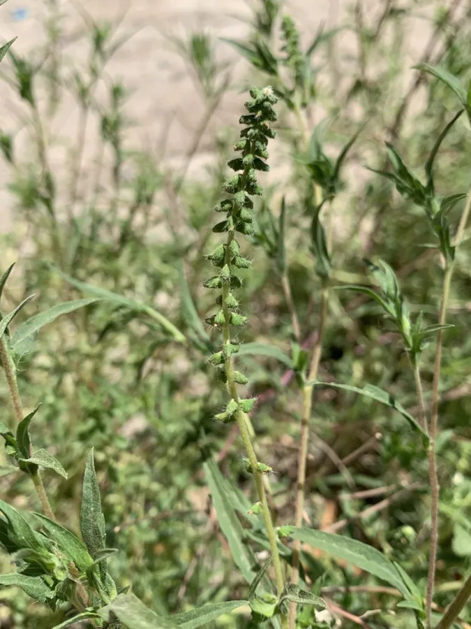 Ambrosia artemisiifolia