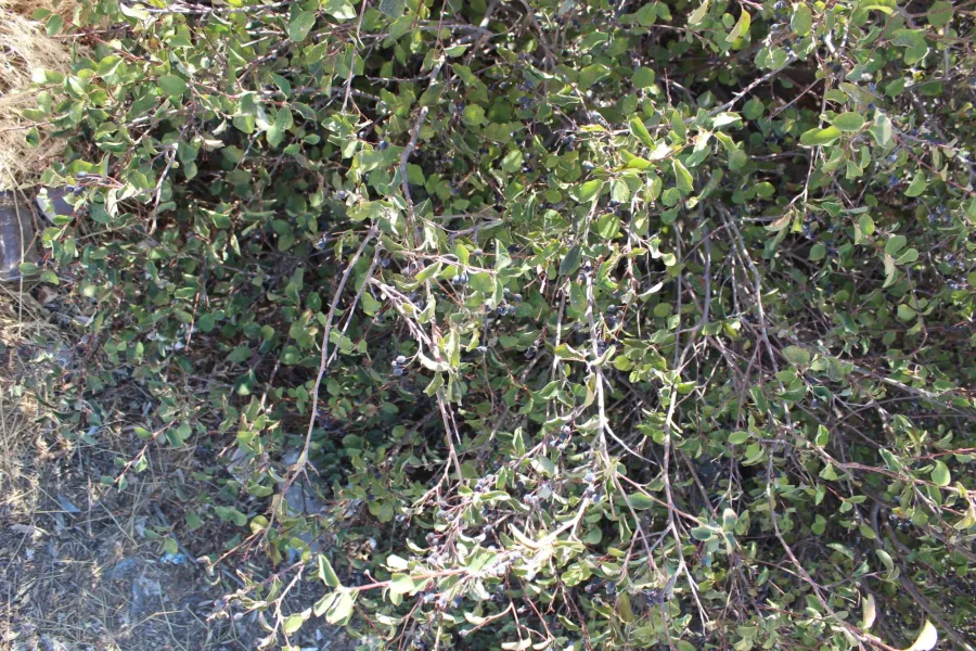 Amelanchier ovalis