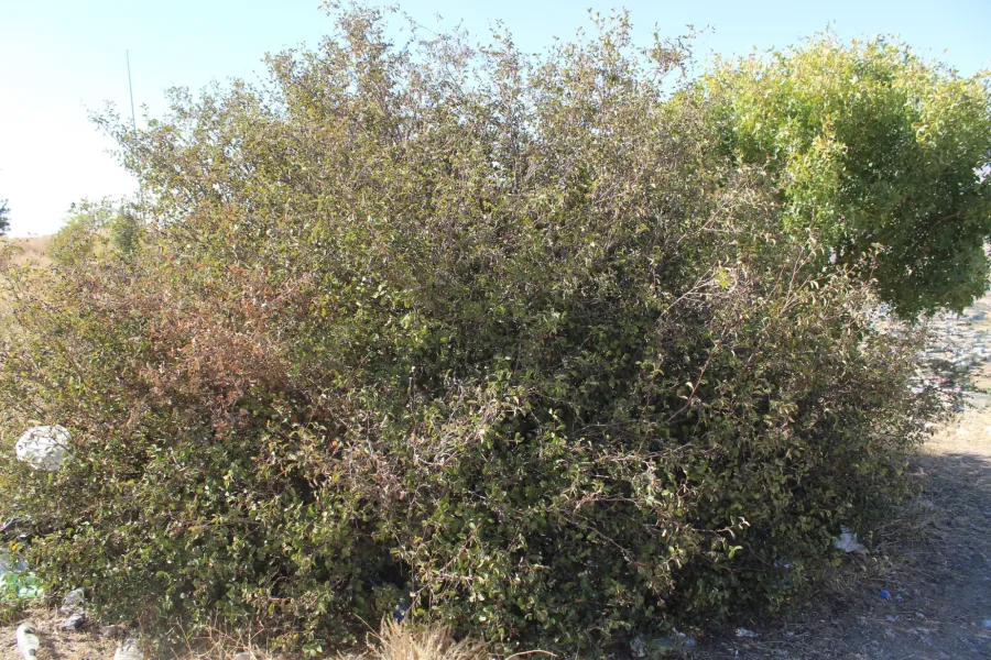 Amelanchier ovalis