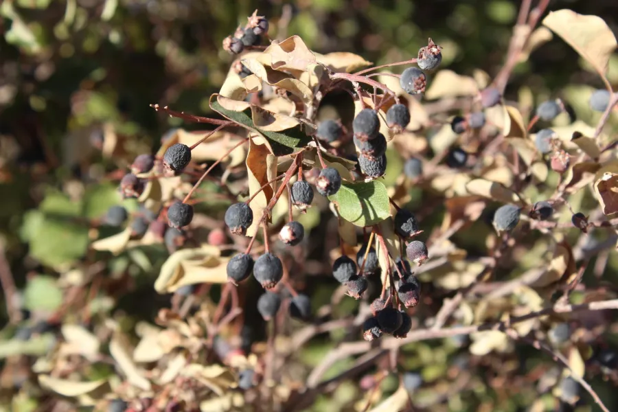 Amelanchier ovalis
