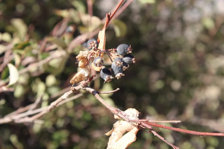 Amelanchier ovalis