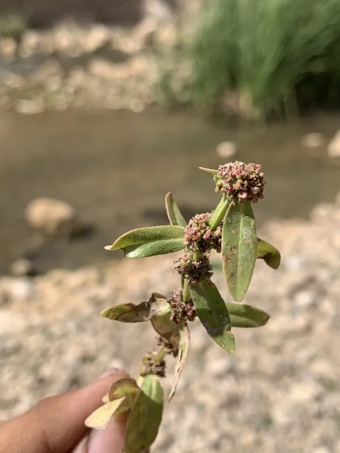 Ammannia baccifera