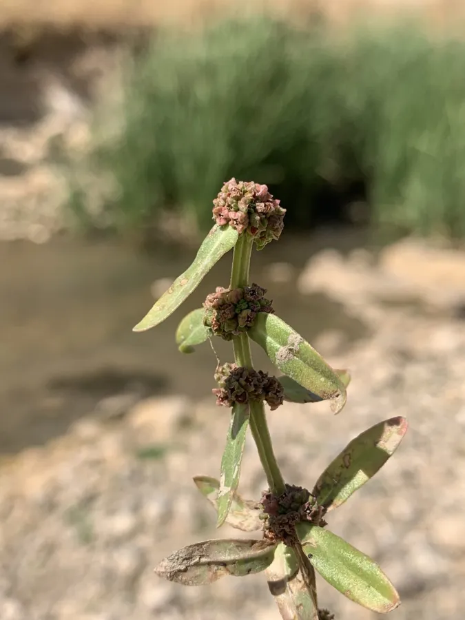 Ammannia baccifera