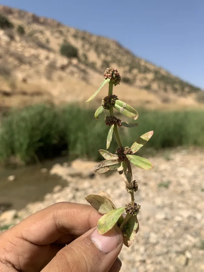 Ammannia baccifera