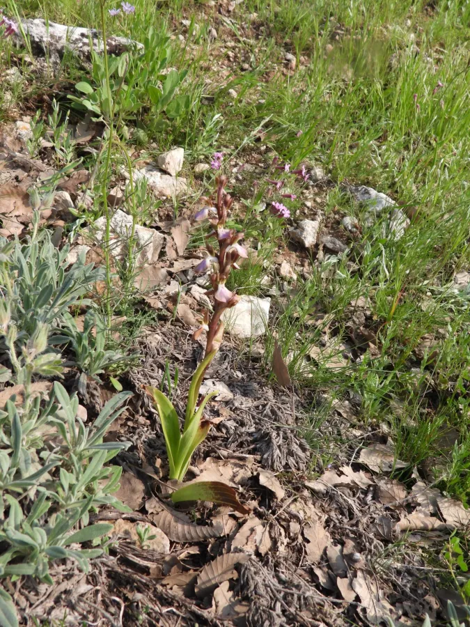 Anacamptis collina