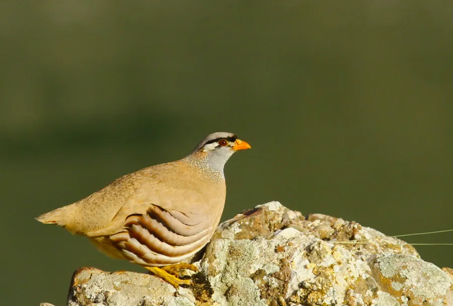 See-see Partridge