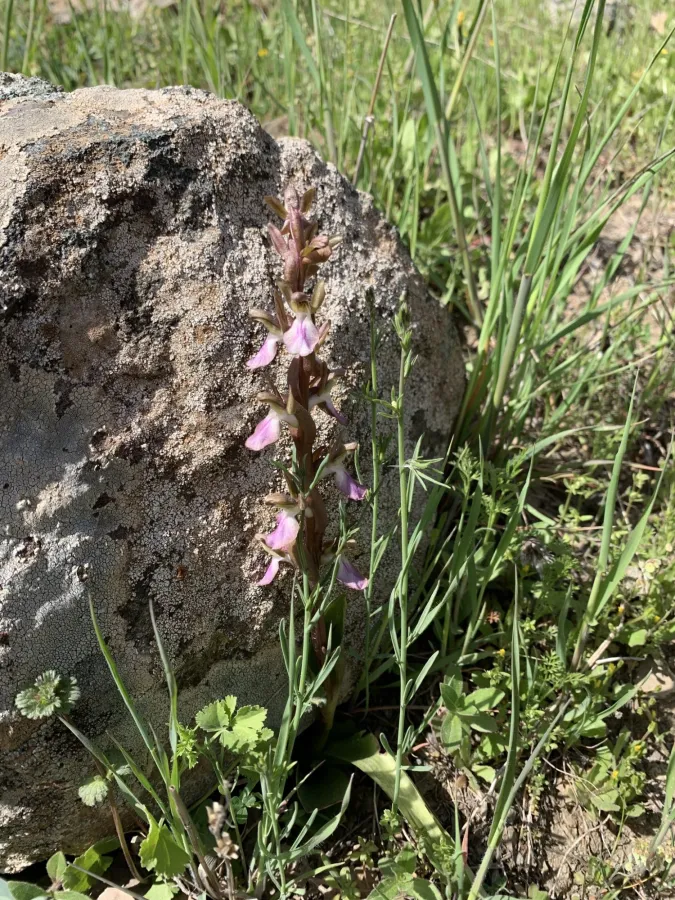 Anacamptis collina