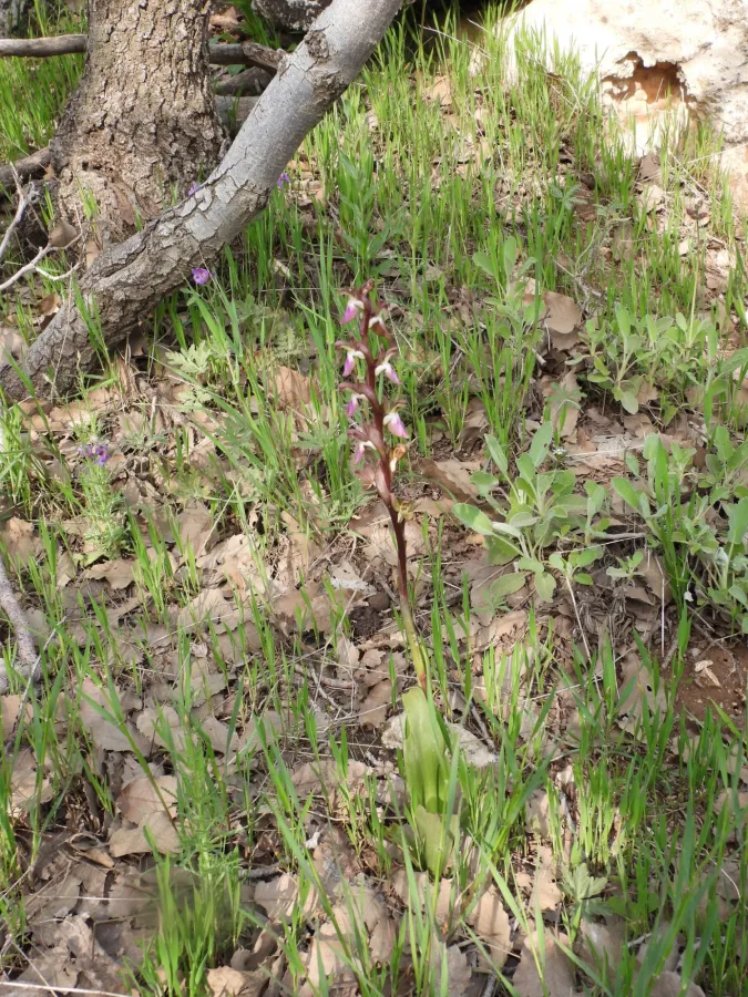 Anacamptis collina