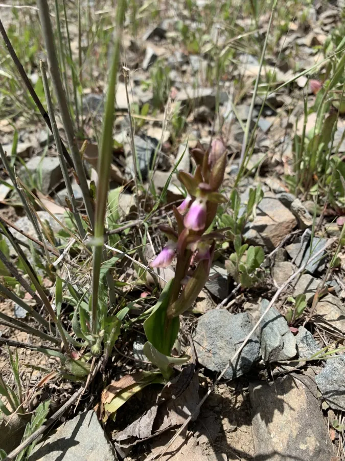 Anacamptis collina