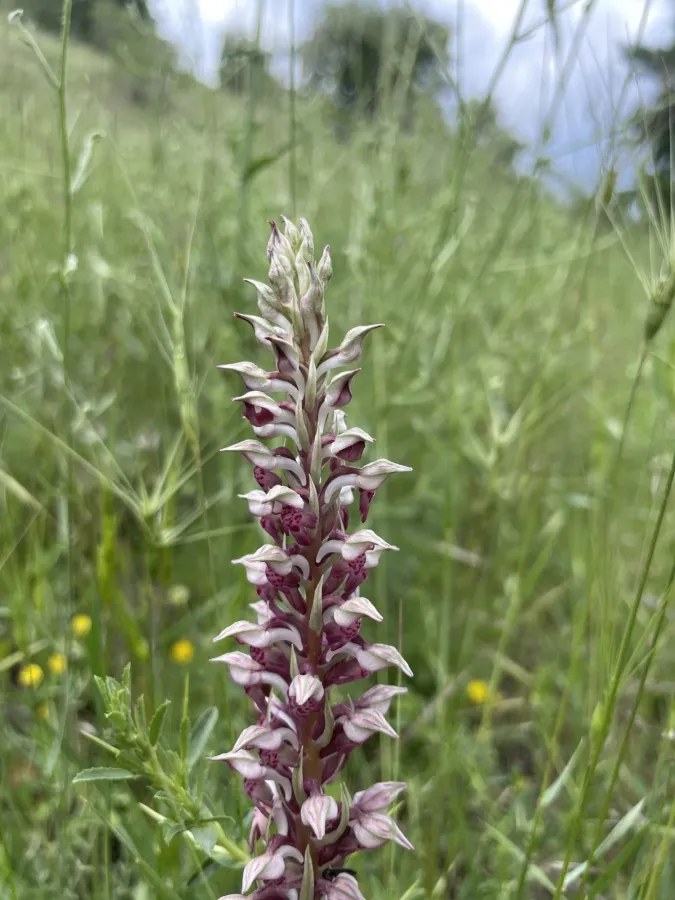 Anacamptis fragrans
