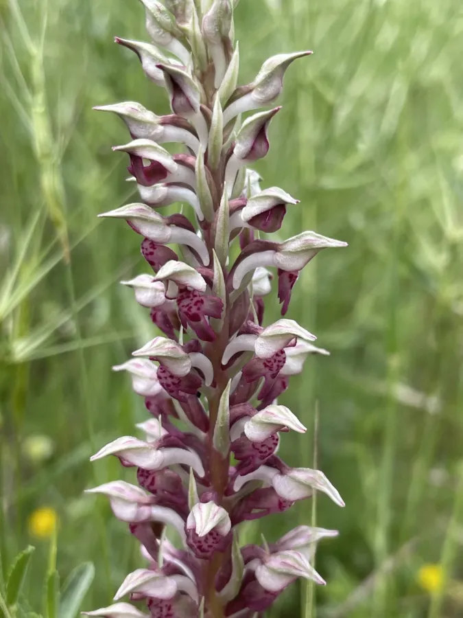 Anacamptis fragrans