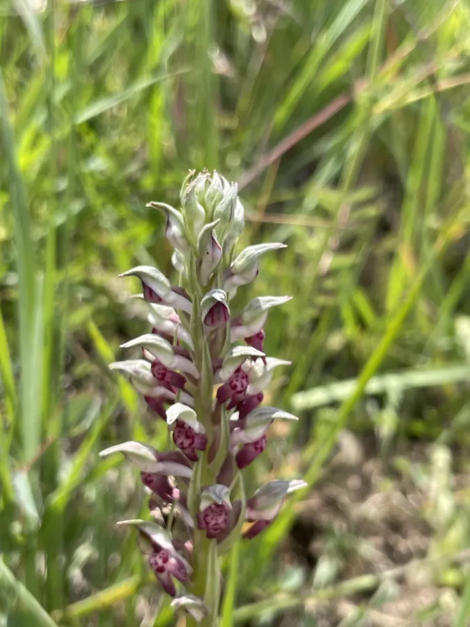 Anacamptis fragrans