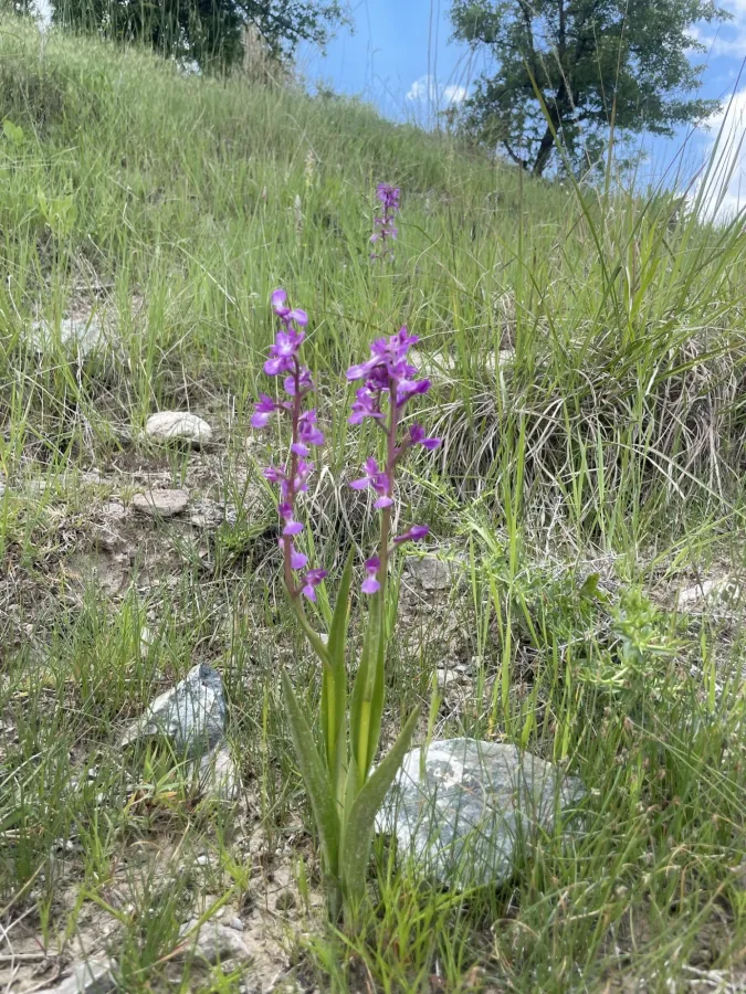 Anacamptis palustris