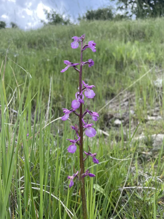 Anacamptis palustris