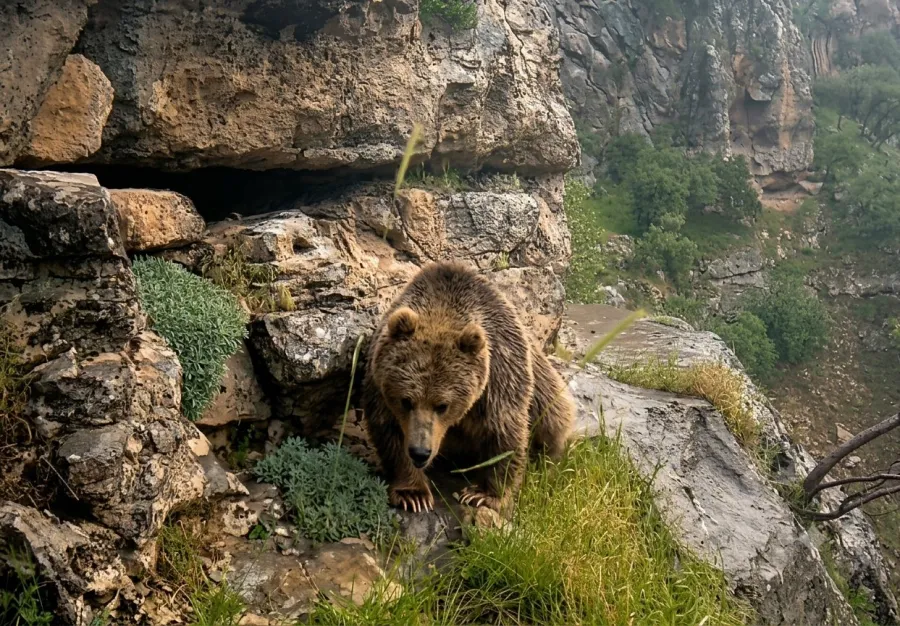Brown Bear