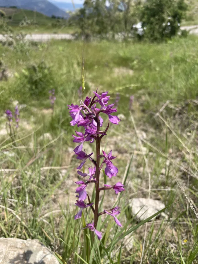 Anacamptis palustris