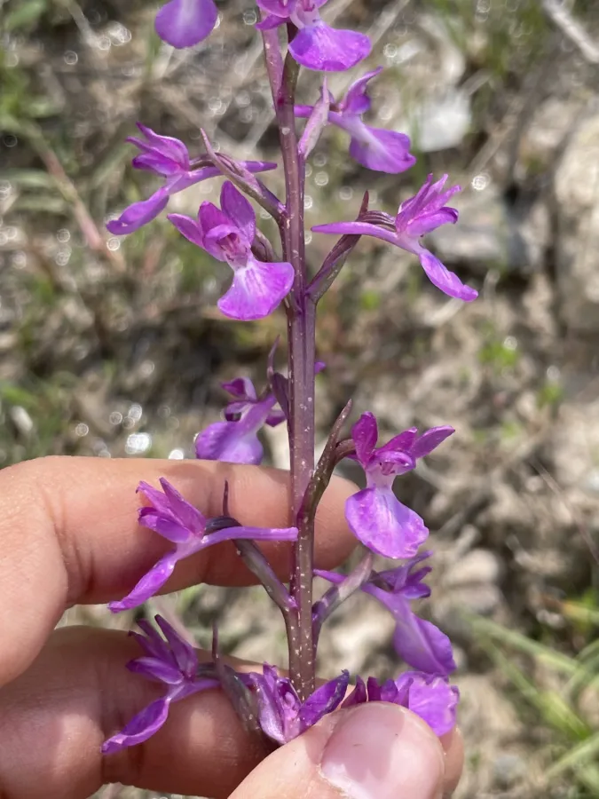 Anacamptis palustris
