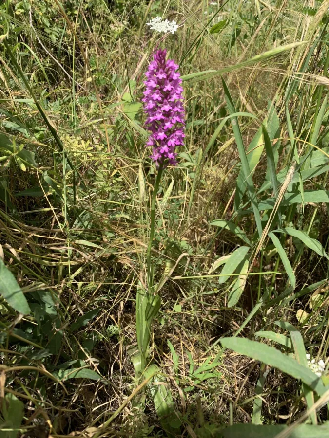 Anacamptis pyramidalis