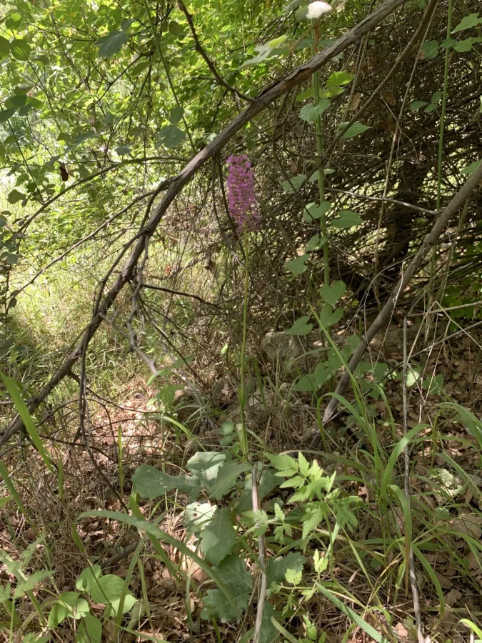 Anacamptis pyramidalis
