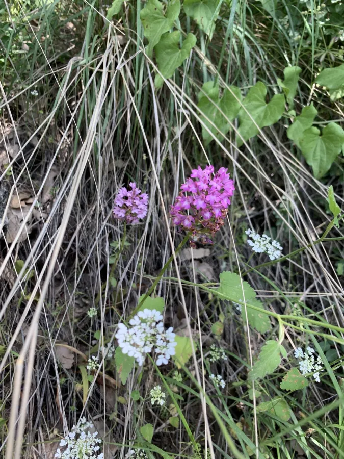 Anacamptis pyramidalis