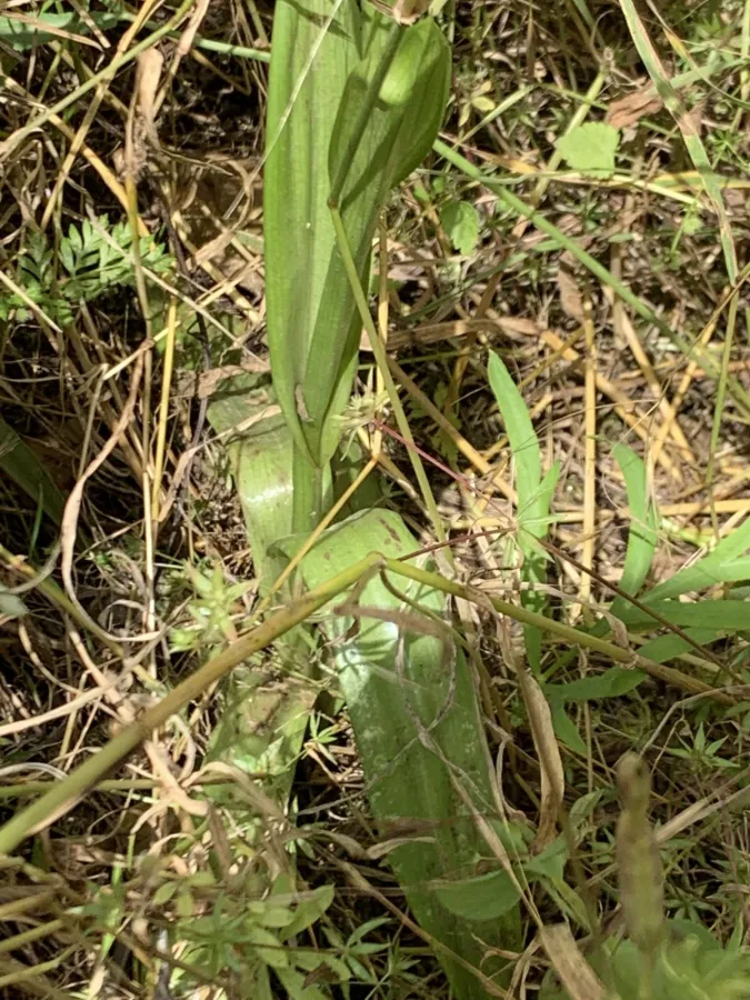 Anacamptis pyramidalis