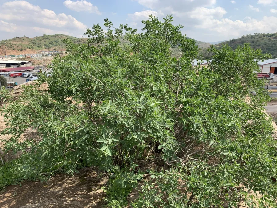 Anagyris foetida