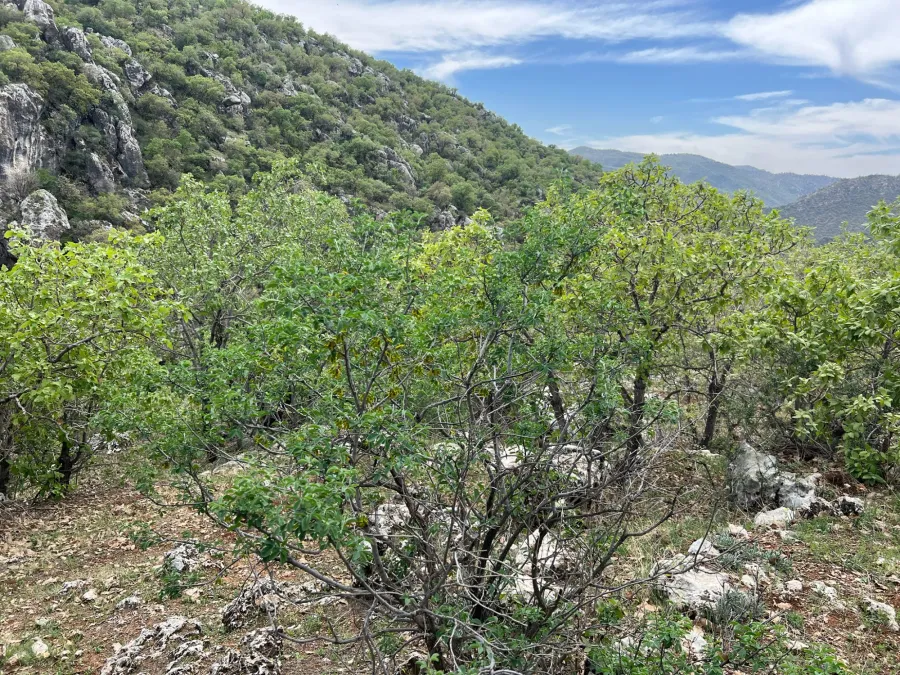 Anagyris foetida