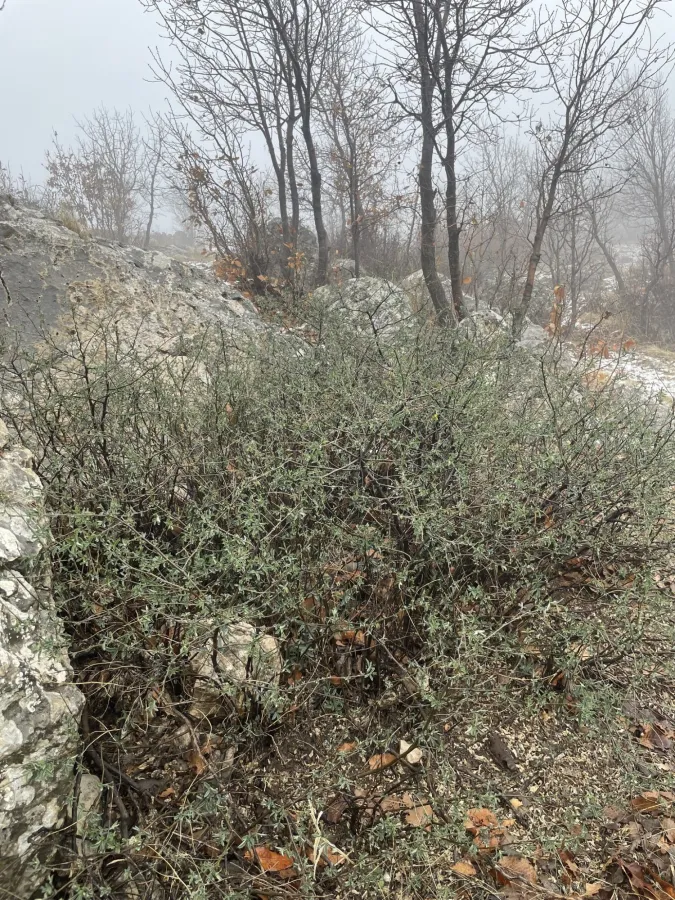 Anagyris foetida