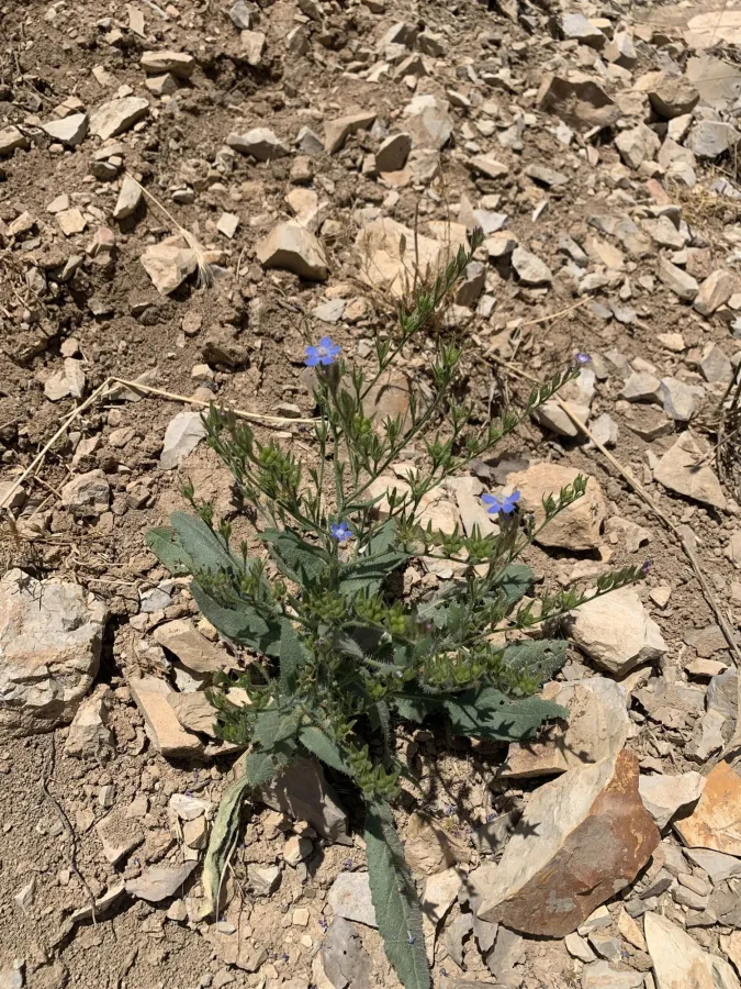 Anchusa azurea