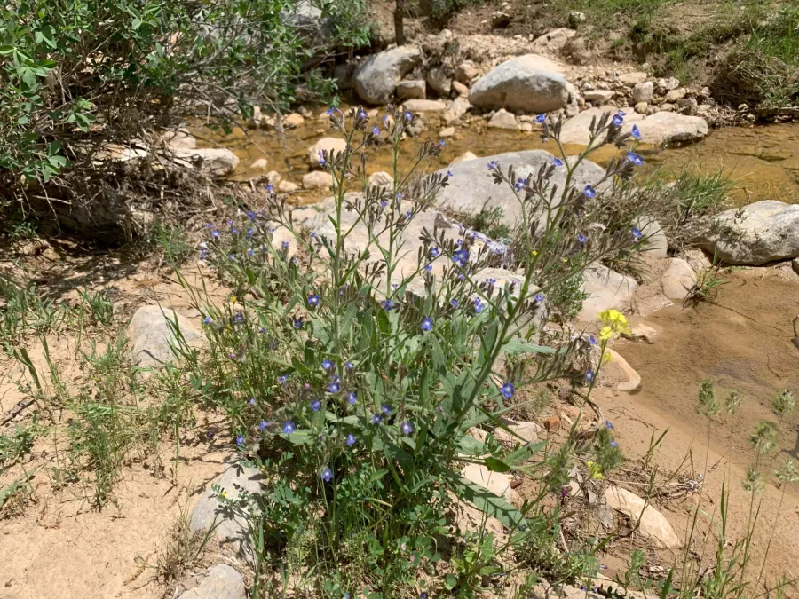 Anchusa azurea